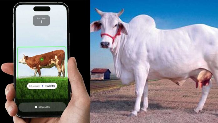 cow-loan-app cow loan