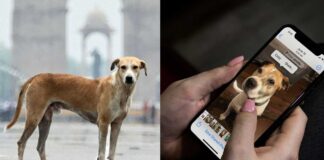 dogs app