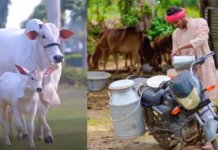 NLM Udyamimitra Loan Subsidy: Financial Support That Moves With Real Life cow loan