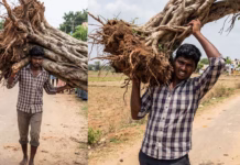 Creating a Video of a Man Uprooting a Banyan Tree Using Google Flow AI man with tree